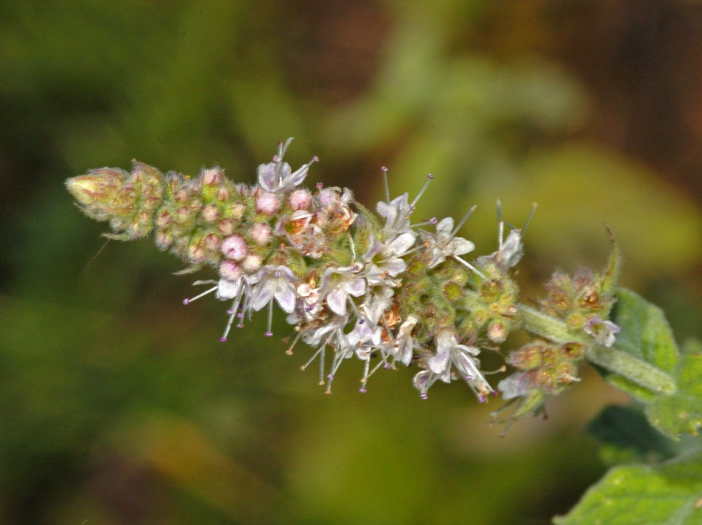 Una piantina davvero modesta - Mentha sp